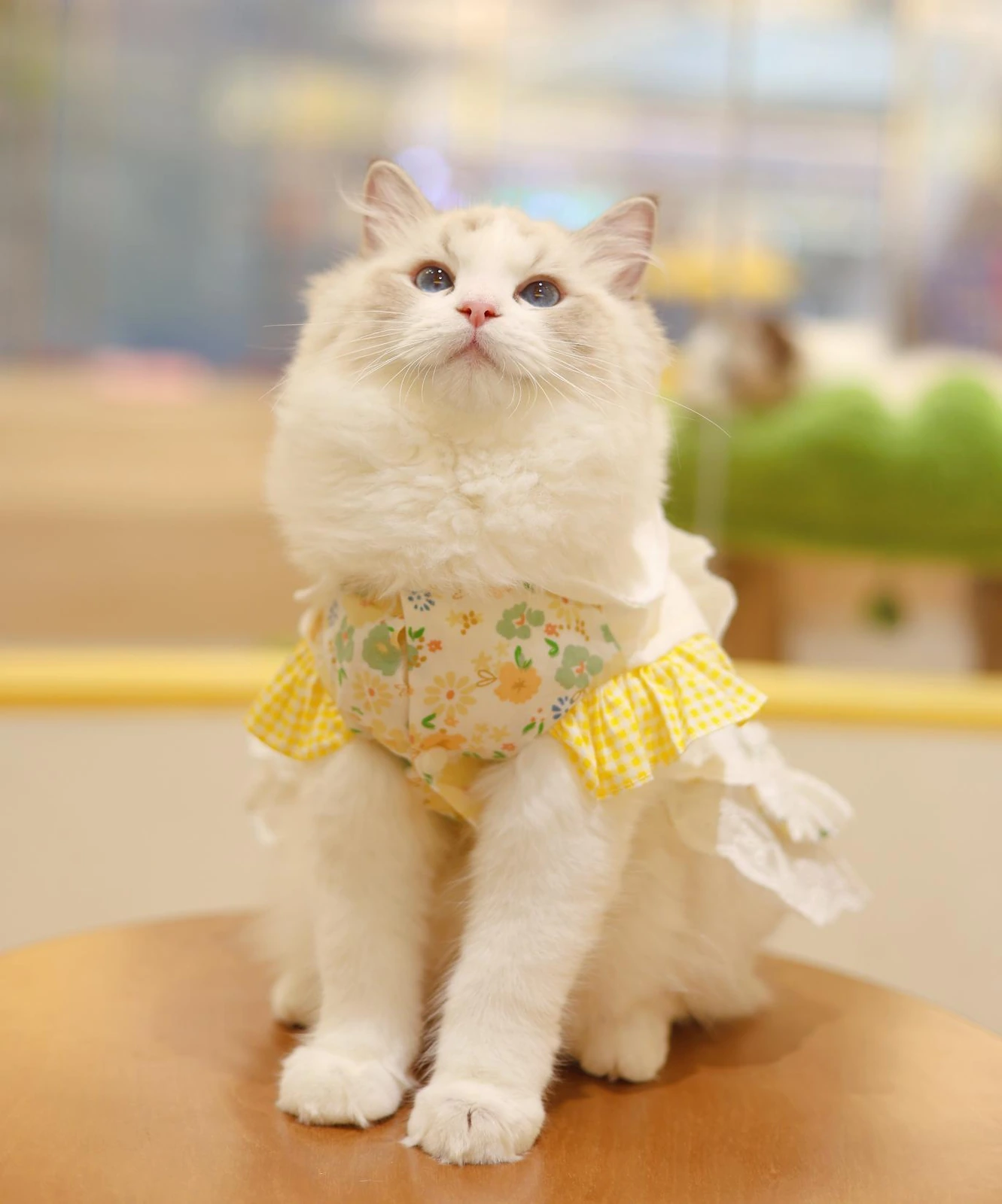 猫生万物明星猫咪 Jimmy 的形象照片